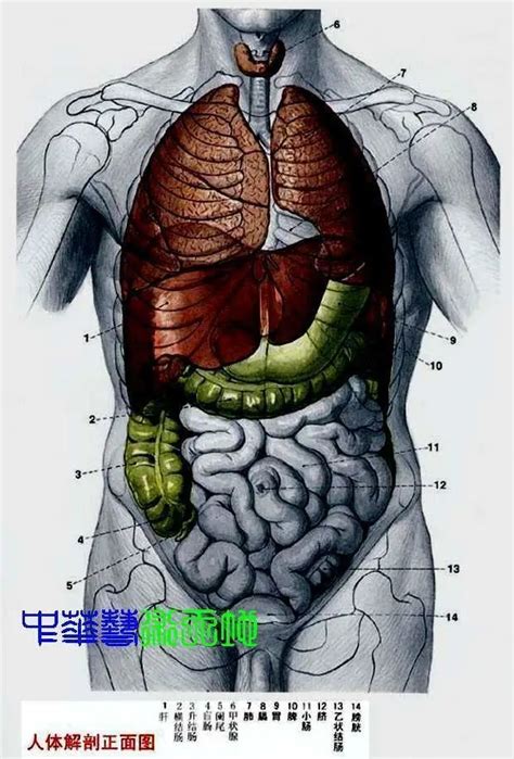 人的胃在哪裡|人体内脏位置分布示意图